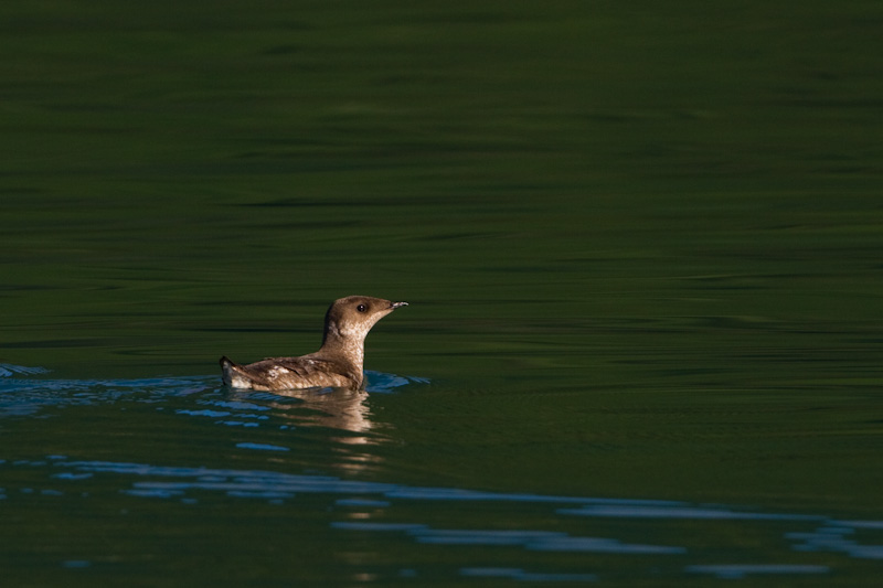 Kittlitzs Murrelet